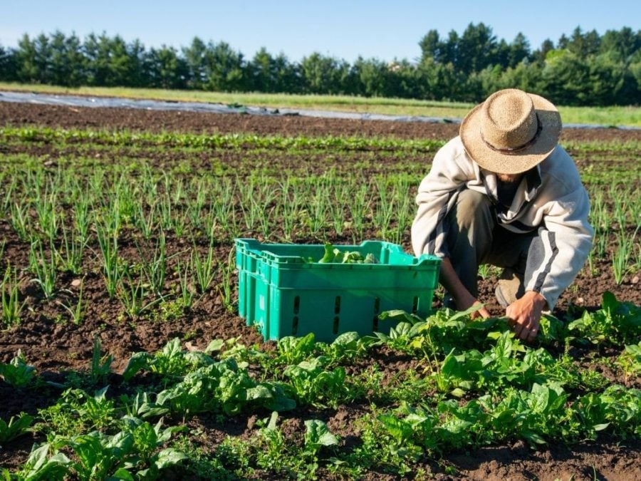 organic farming
