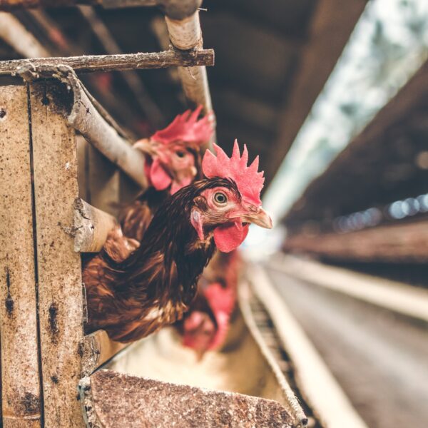 How To Keep Your Poultry Farm Equipment Safe and Functional