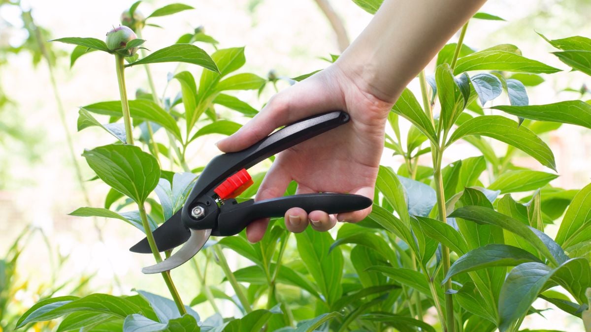 garden-hand-pruner-in-use