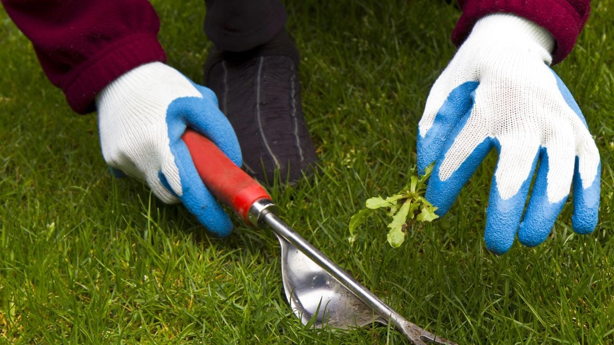 garden-hand-weeder-in-use