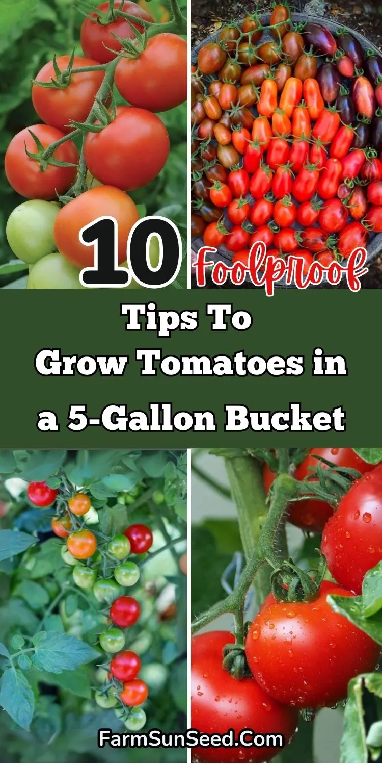 10 Foolproof Tips for Growing Tomatoes in a 5-Gallon Bucket (Even Beginners Can’t Mess Up! 10 Foolproof Tips for Growing Tomatoes in a 5-Gallon Bucket (Even Beginners Can’t Mess Up!