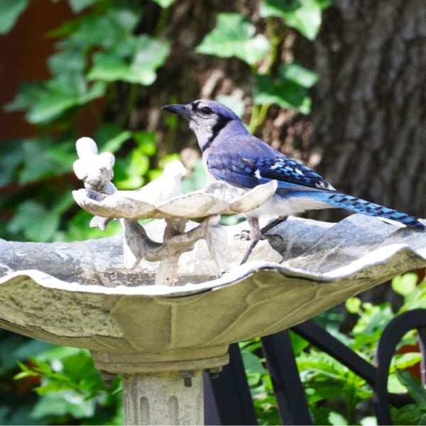 20 Spectacular Garden Bird Bath Ideas to Keep Your Feathered Friends Singing