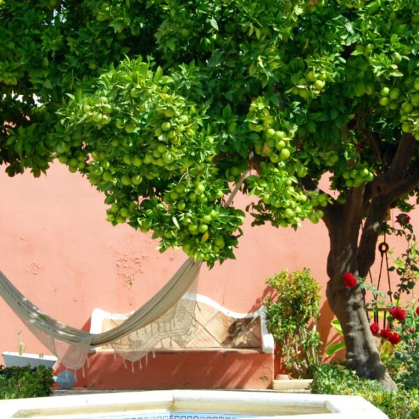 41 Serene Backyard Hammock Ideas You’ll Regret Not Trying Sooner
