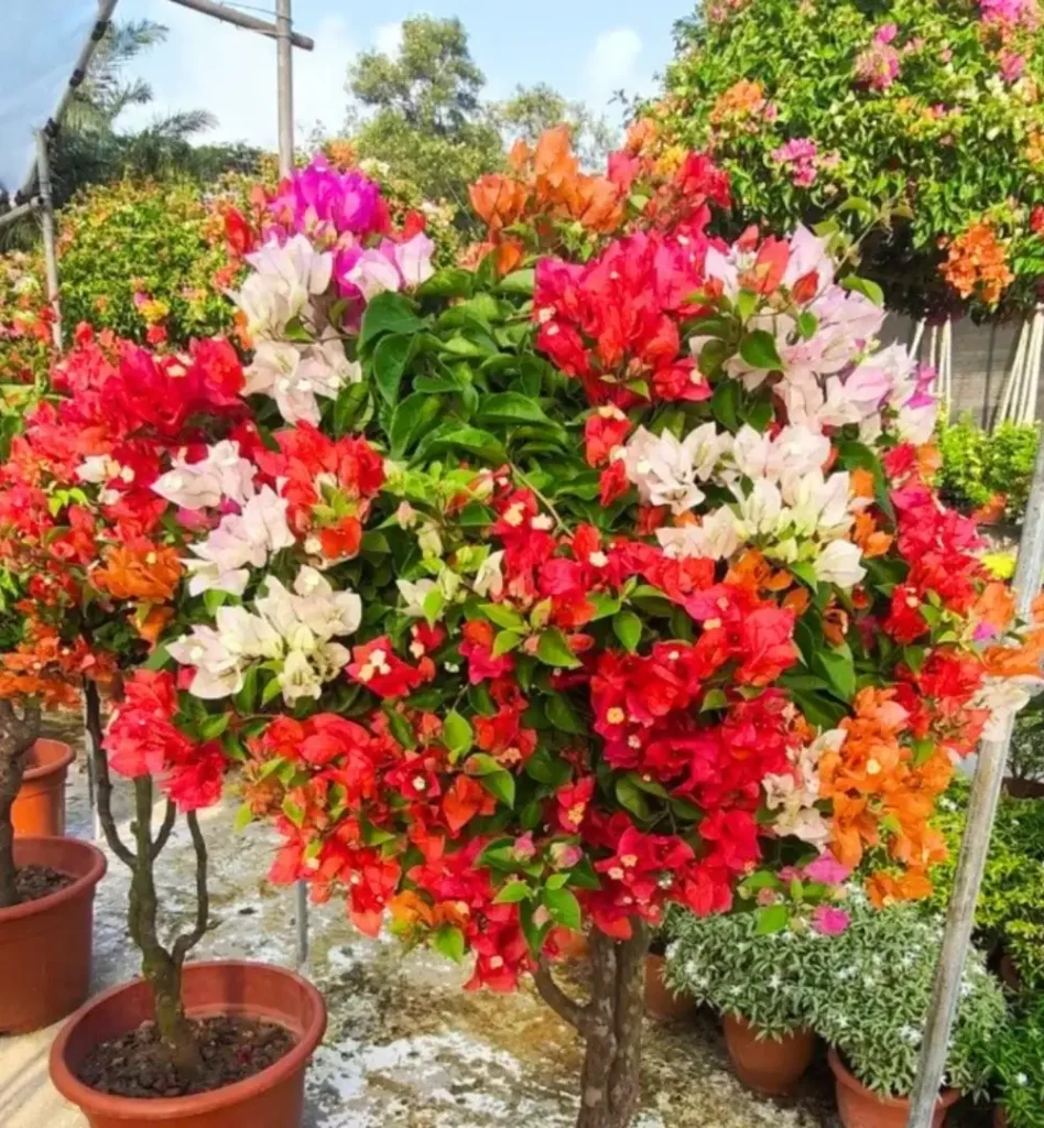 Bougainviella