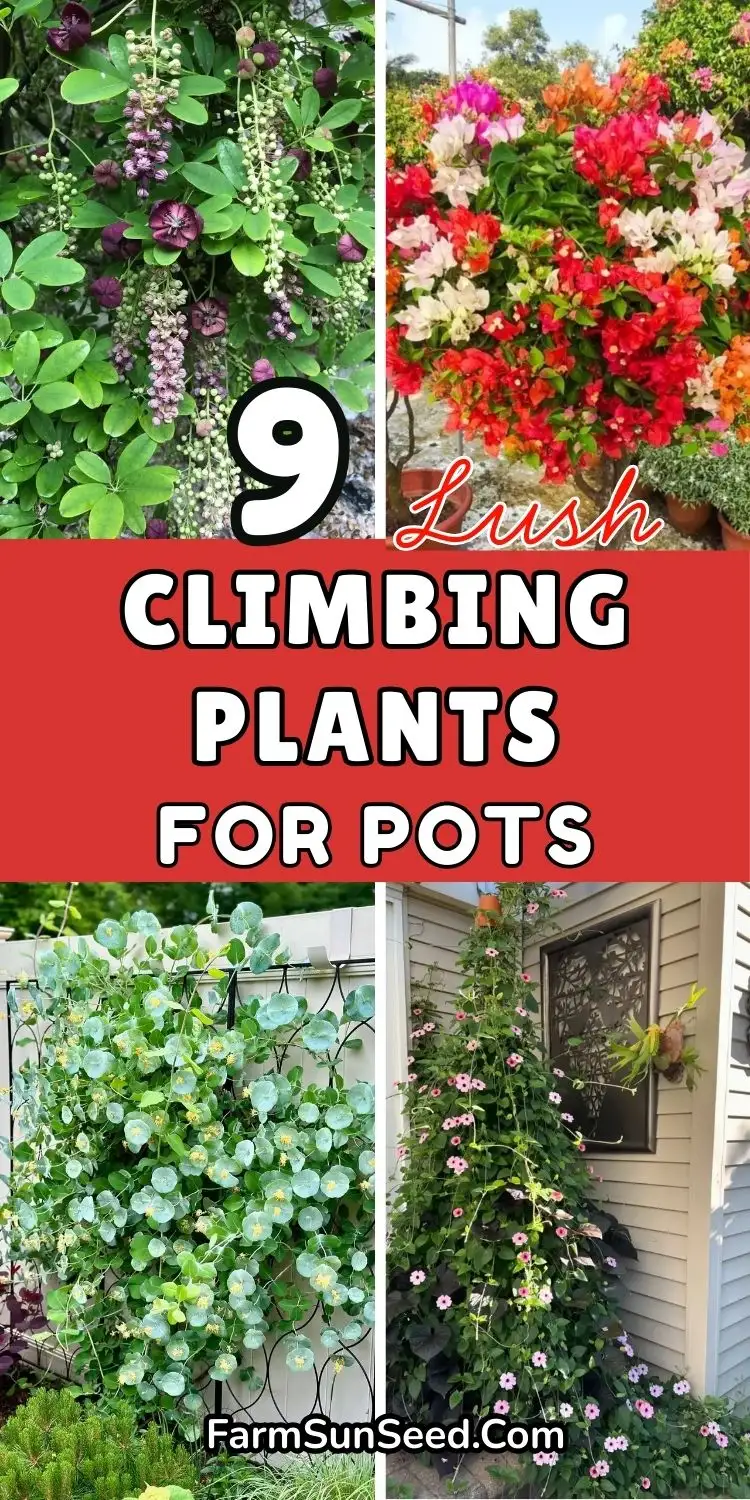 Climbing-Plants-That-Thrive-In-Pots-And-Containers