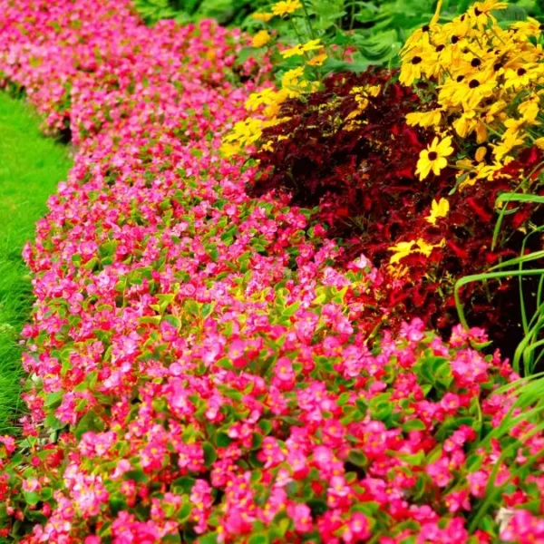 Full Sun Flower Bed Ideas
