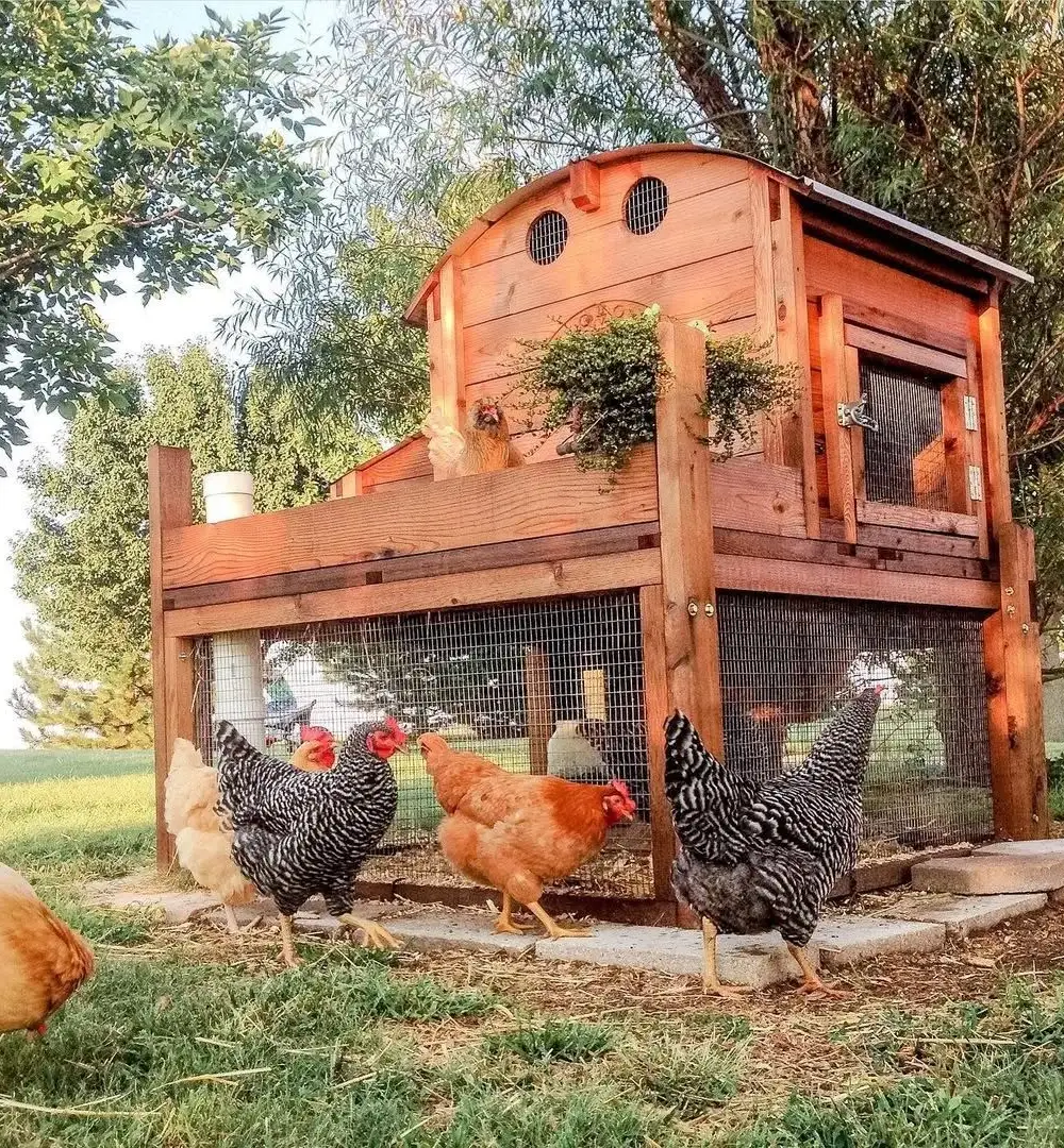 35 Clean & Easy Chicken Coop Designs for the Beginner Backyard Farmer