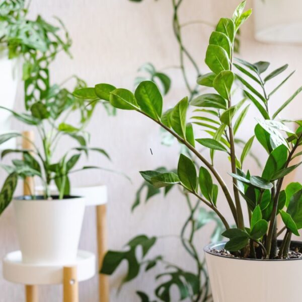 35 Vibrant Indoor Plant Stand Ideas to Build Your Dream Indoor Garden