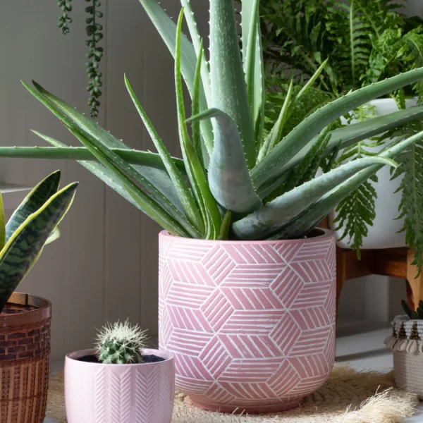 Low Light Indoor Plants