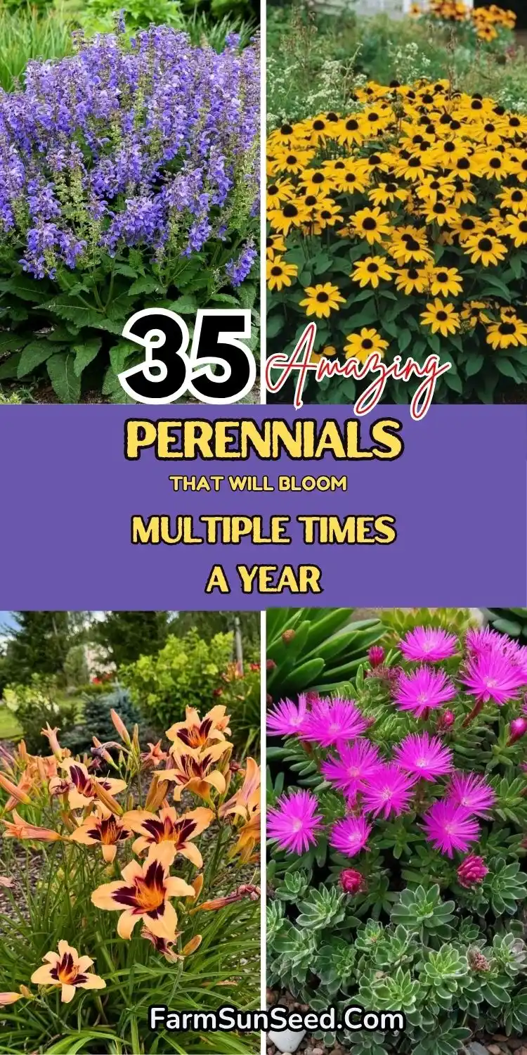 35 Amazing Perennials That Will Bloom Multiple Times a Year 35 Amazing Perennials That Will Bloom Multiple Times a Year