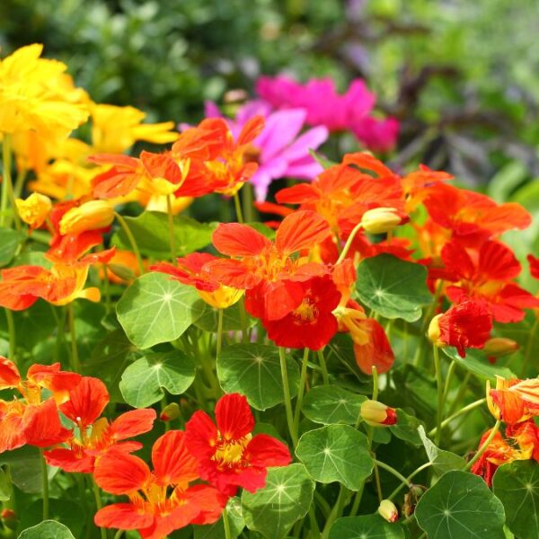 35 POWERHOUSE Plants That'll Make Your Watermelons EXPLODE With Growth