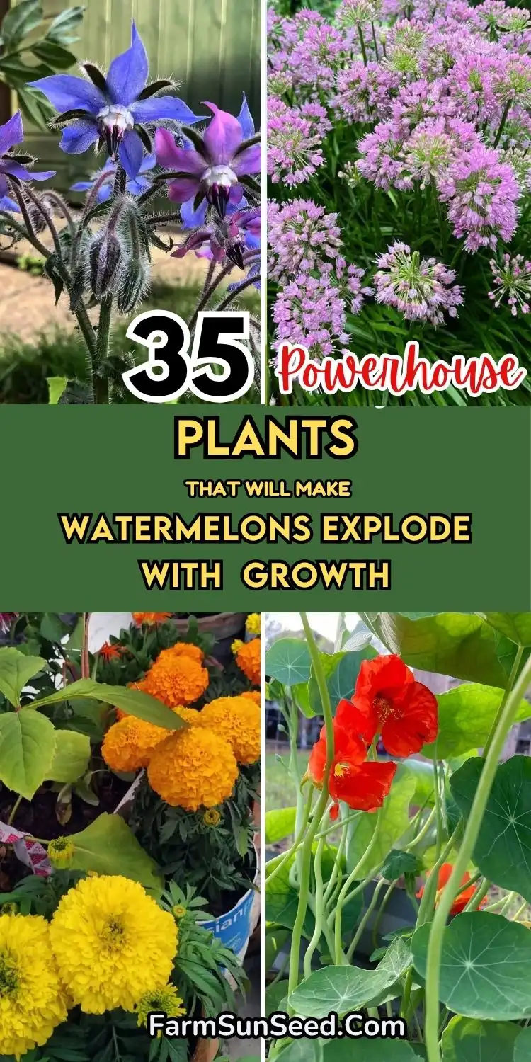 35 POWERHOUSE Plants That'll Make Your Watermelons EXPLODE With Growth 35 POWERHOUSE Plants That'll Make Your Watermelons EXPLODE With Growth