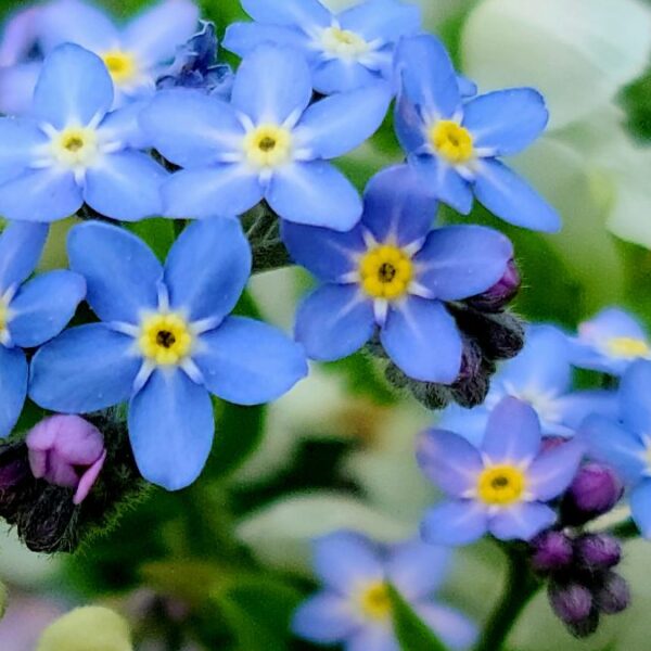 40 Stunning Plants That Will Instantly Attract Hummingbirds & Pollinators to Your Yard