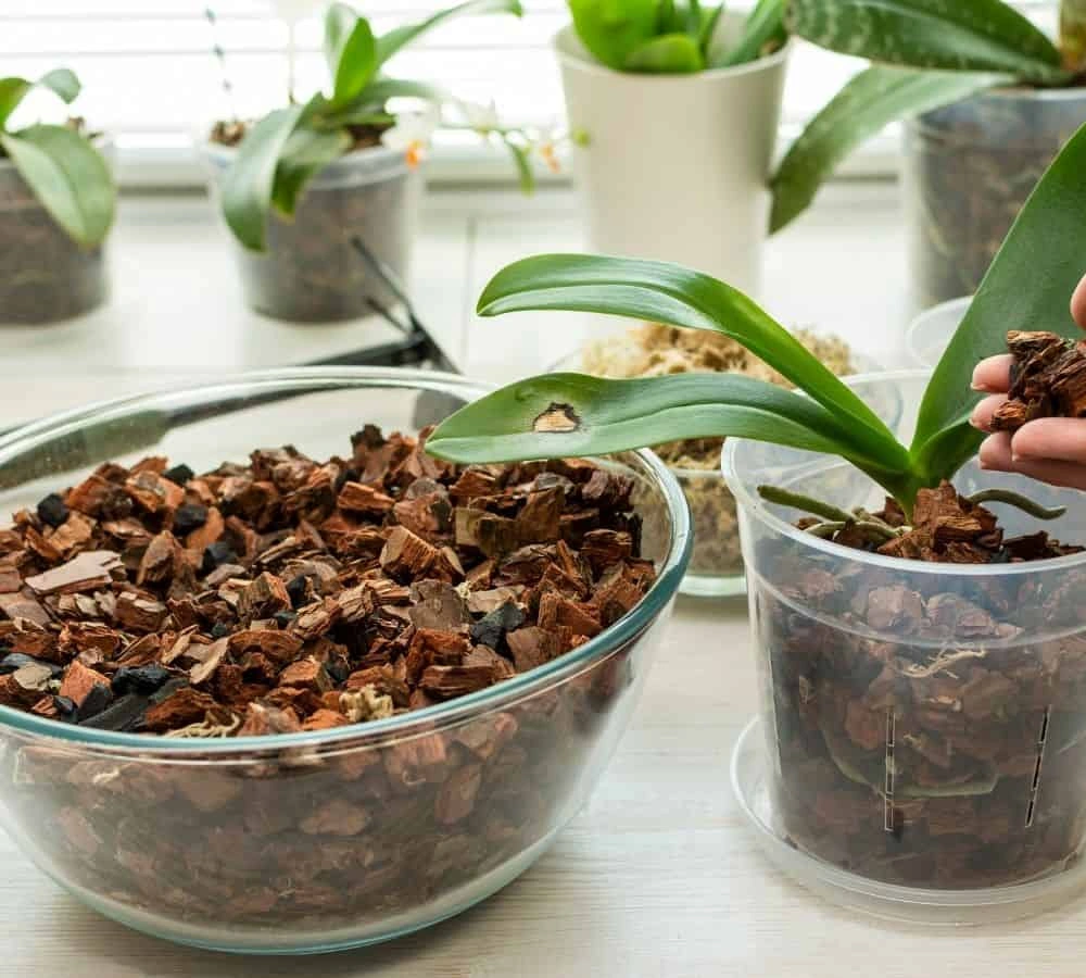 Perfect Soil Mixes for Every Indoor Plant - The Only Guide You'll Ever Need
