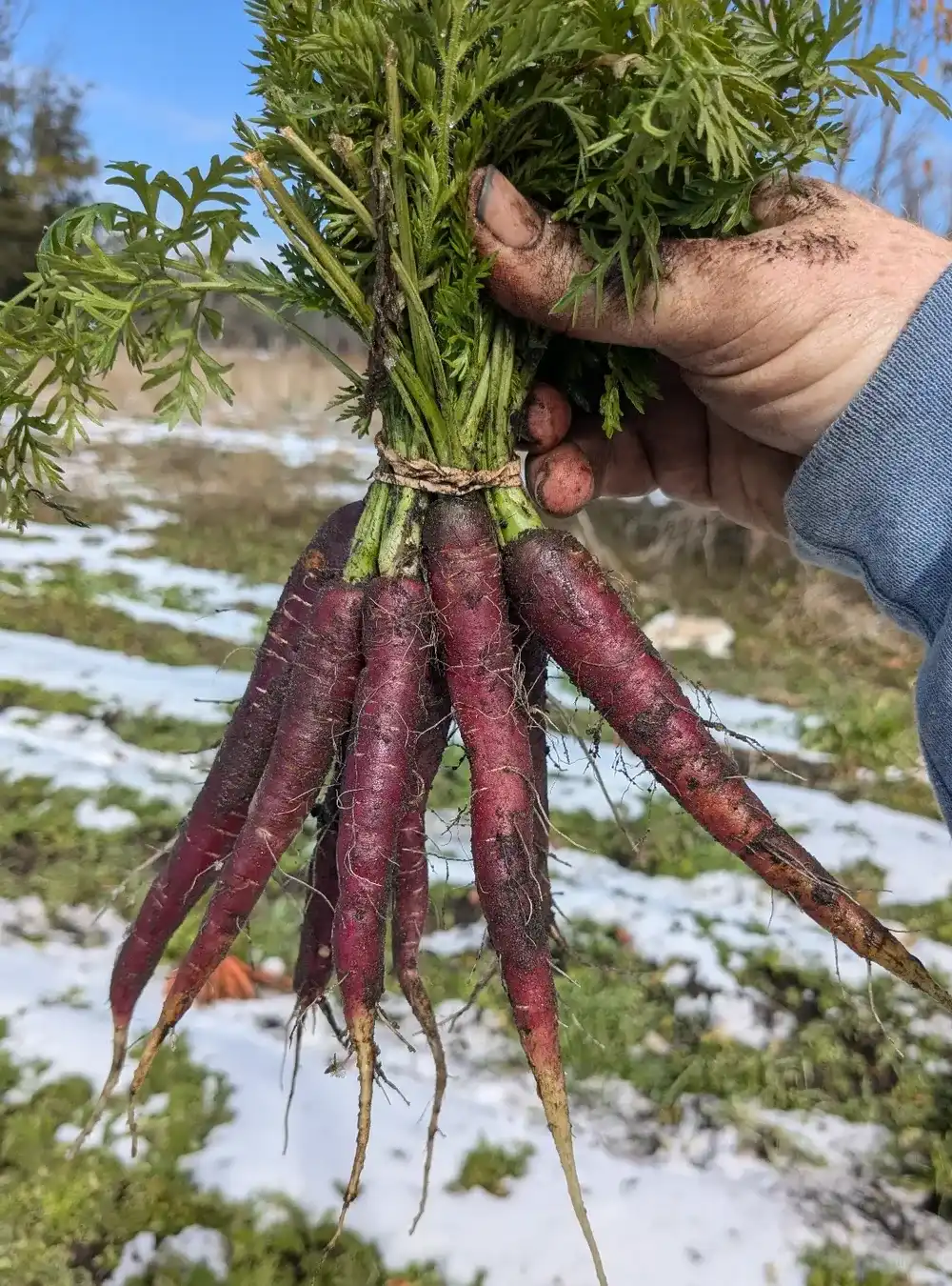34-fall-garden-vegetables-you-need-to-plant-before-it-s-too-late