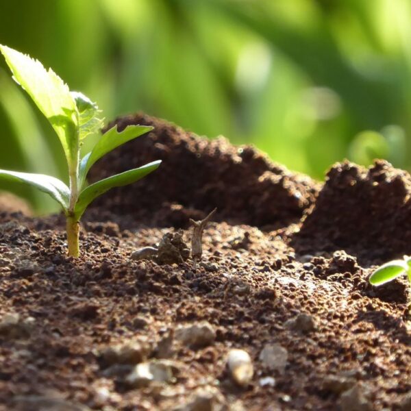 Soil Bacteria The Natural Secret to a Healthier Garden