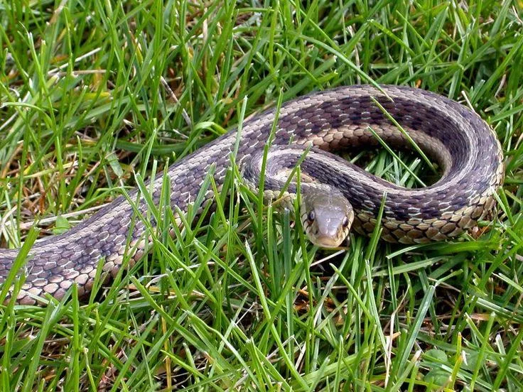 Why Snakes Love Gardens in the First Place