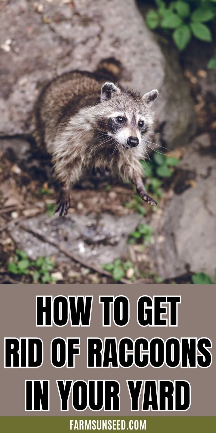 How-to-Get-Rid-of-Raccoons-in-Your-Yard-2 How to Get Rid of Raccoons in Your Yard