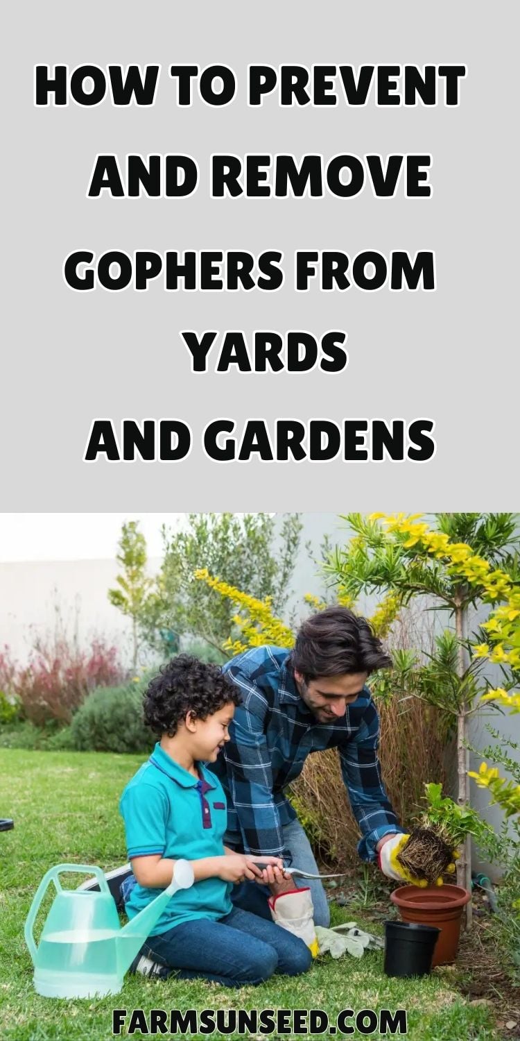 How-to-Prevent-and-Remove-Gophers-from-Yards-and-Gardens-2 How to Prevent and Remove Gophers from Yards and Gardens