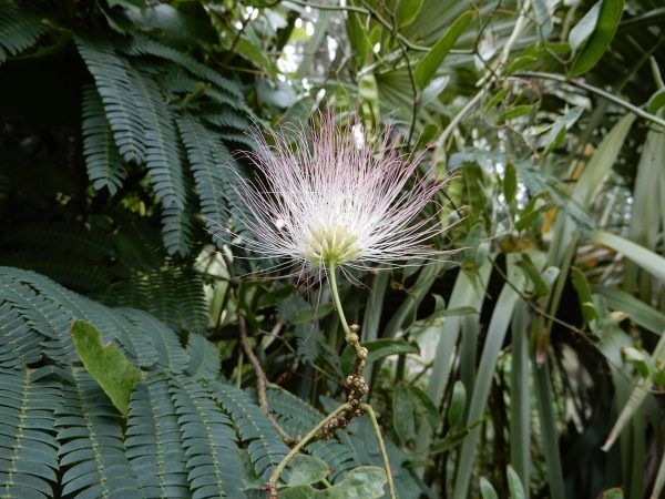 Mistake #11: Falling for Invasive Plants