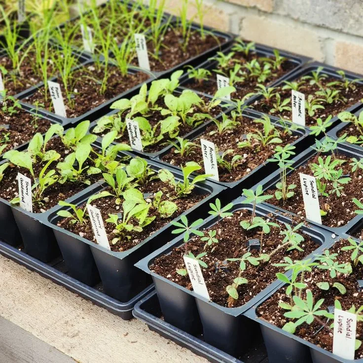 Mistake #12: Impulse Plant Buying Without Planning