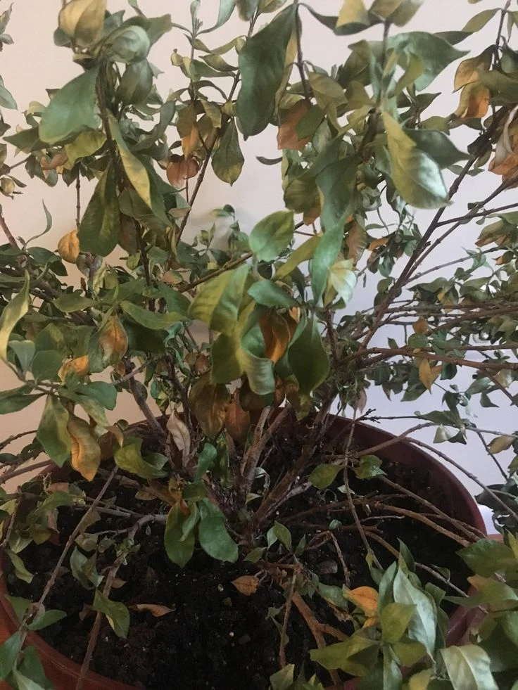 Mistake #4: Overcrowding Plants - Creating Disease Heaven