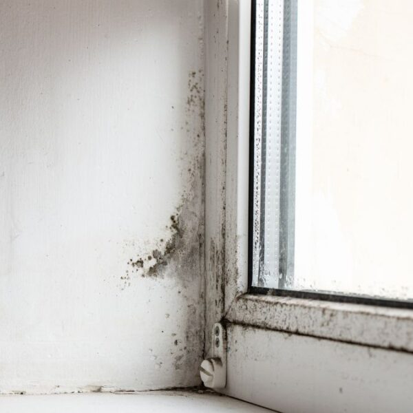 The Condensation Problem That's Rotting Tiny Homes From Inside