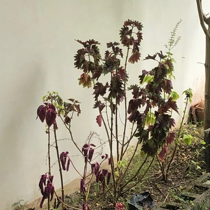 The Expensive Death Sentence