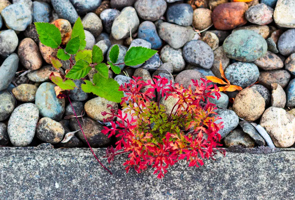 Top Rock Garden Plants by Performance