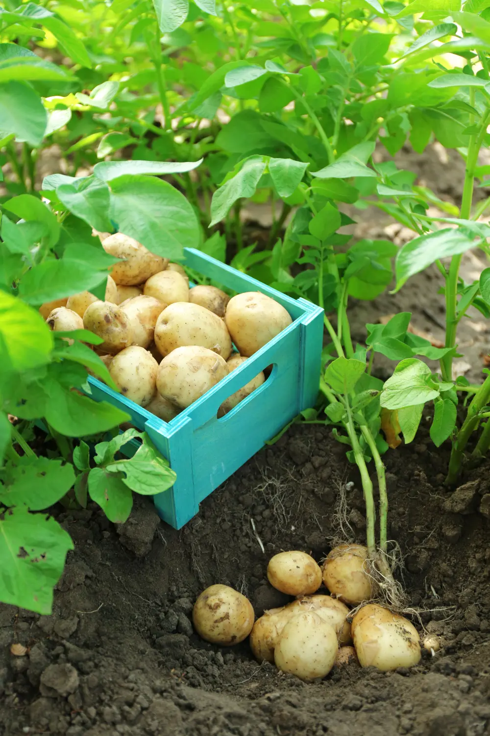 iii. Variety Maturity Date