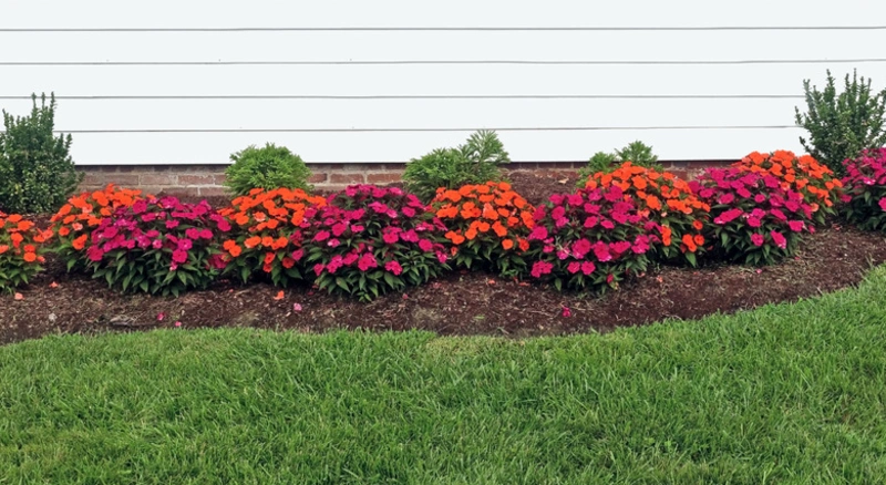 Two-Tone Impatiens Wave