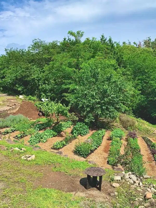 Sloped Contour Garden Rows
