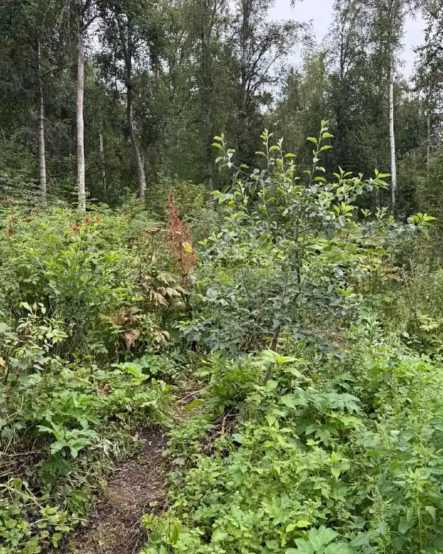 Naturalized Woodland Trail