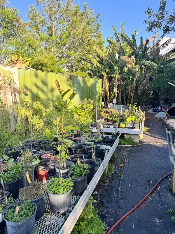 Raised Potted Nursery