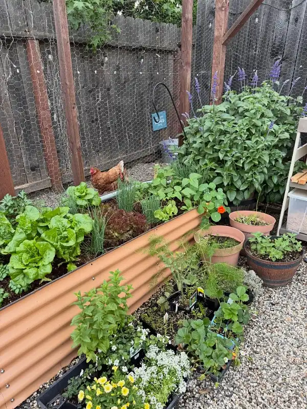 Corrugated Metal Raised Bed