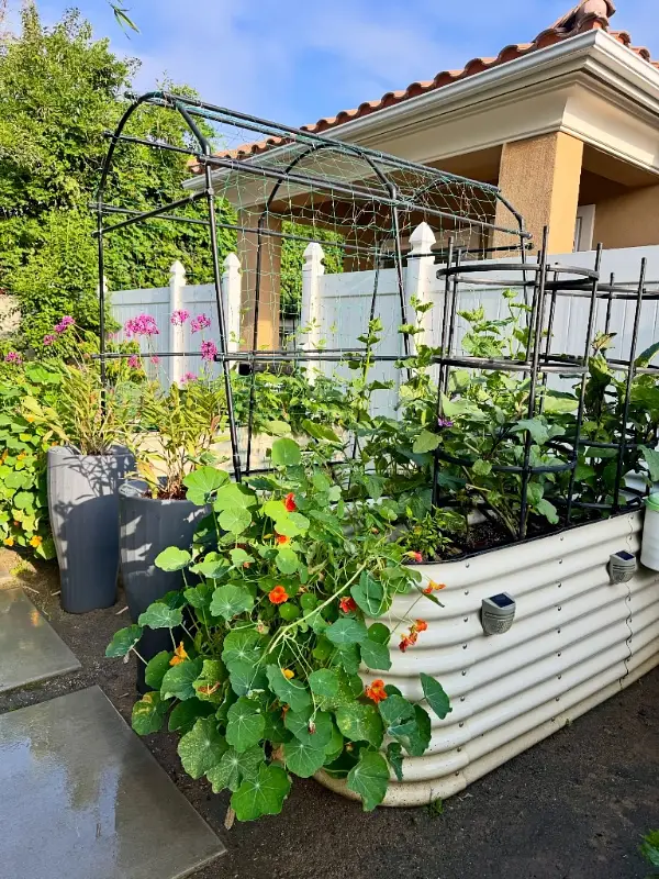 Raised Bed Arch Trellis