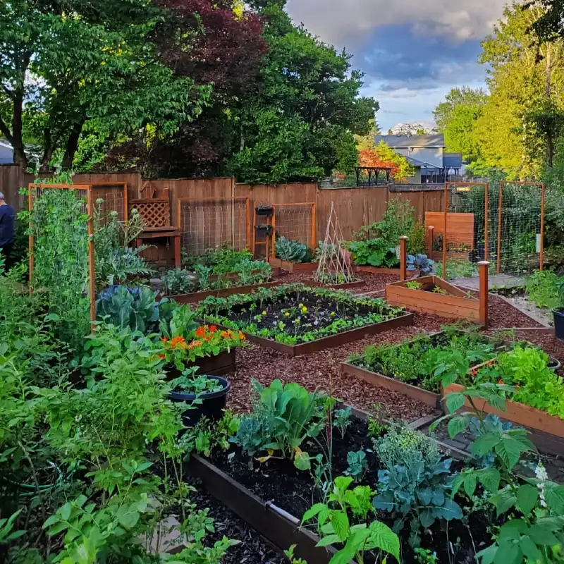 Wooden Raised Planter Network