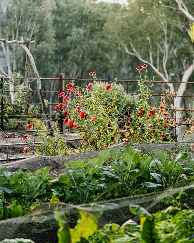 Netted Vegetable Garden Beds