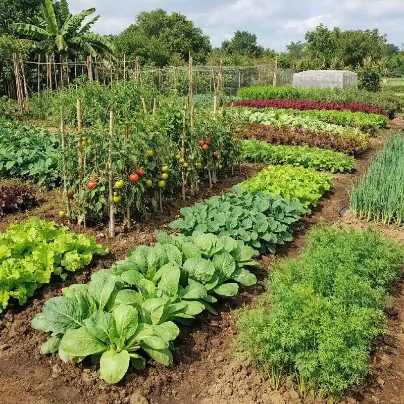 High Yield Market Garden Rows