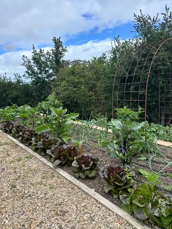 Cattle Panel Garden Arches