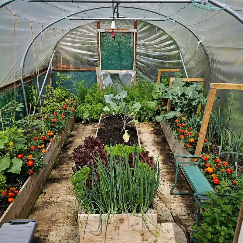 Intensive Polytunnel Garden Layout