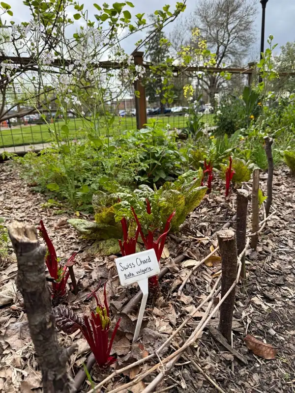 Labeled Swiss Chard Garden