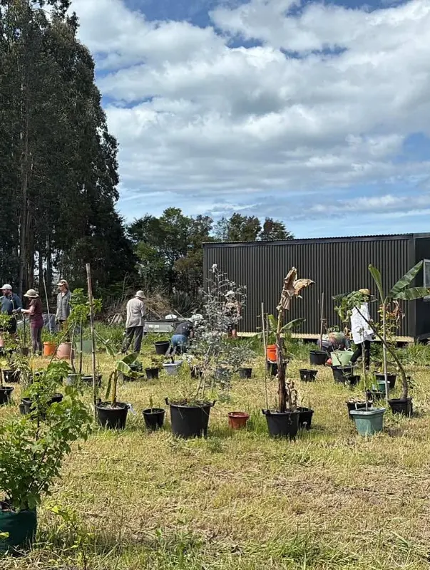 Potted Sapling Layout