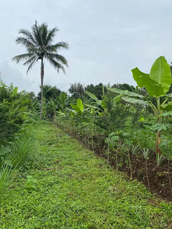 Tropical Food Forest Pathway
