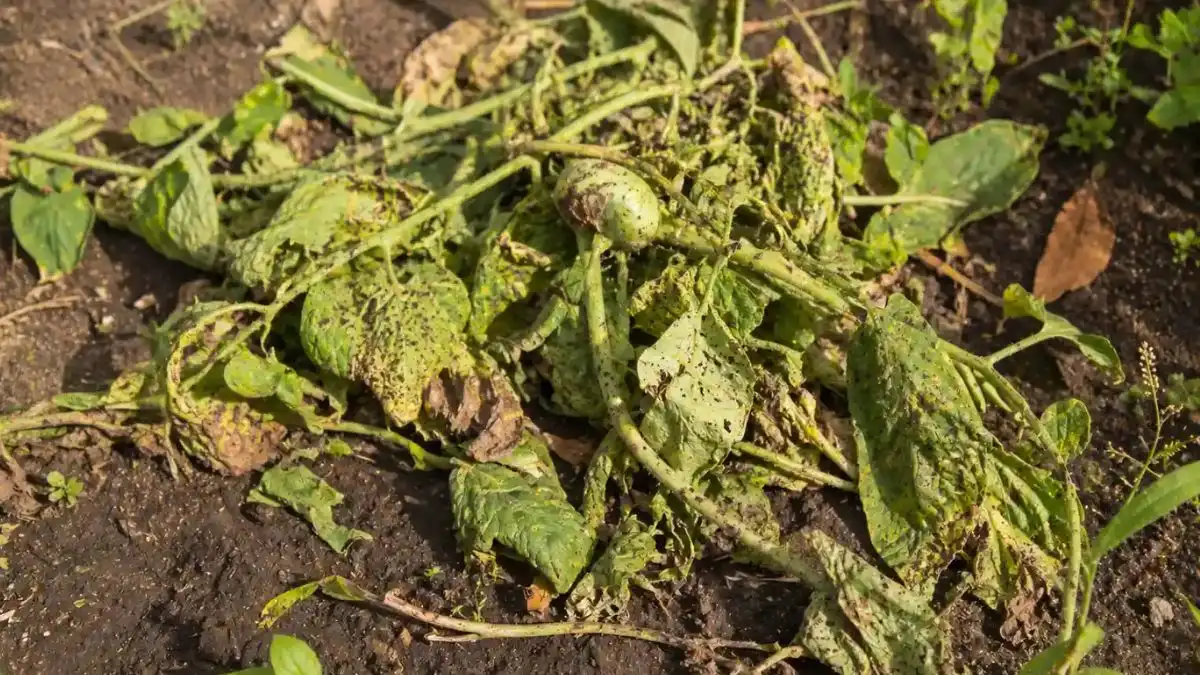 Adding Diseased Plants or Seedy Weeds