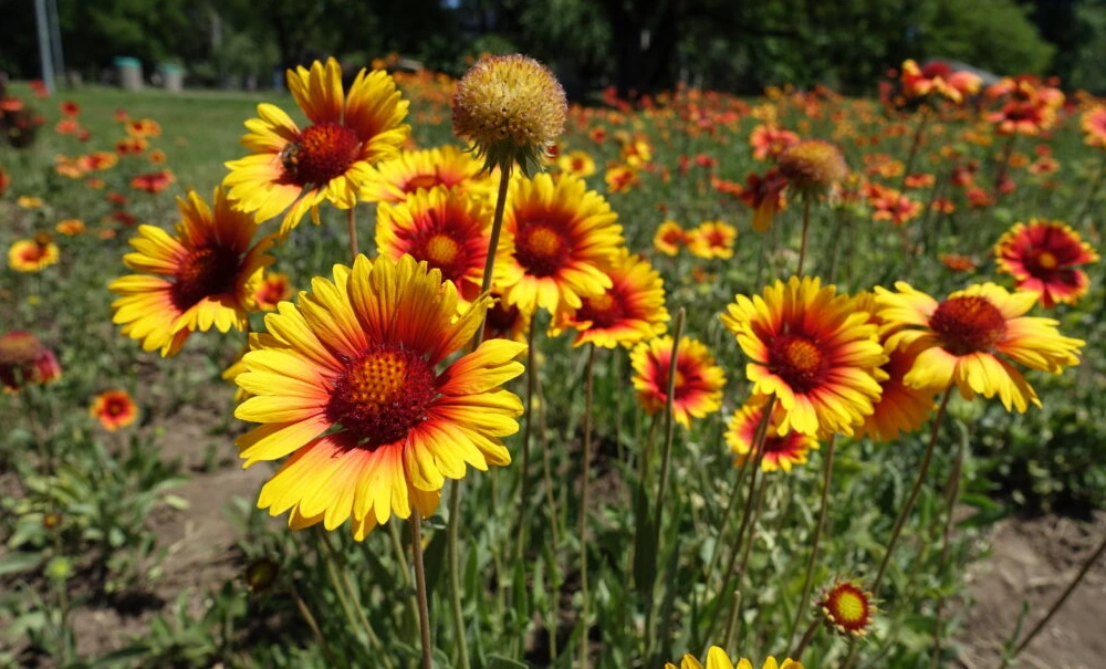 Blanket Flower