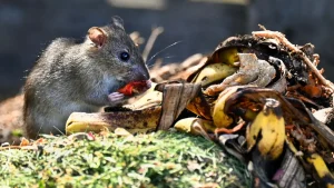How to keep rats and pests out of compost