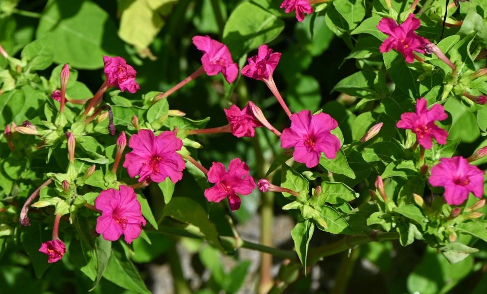 Pink Four O'clocks