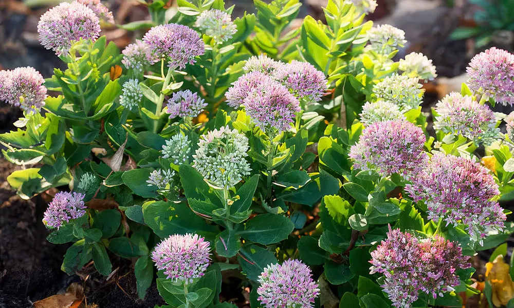 Pink Stonecrop