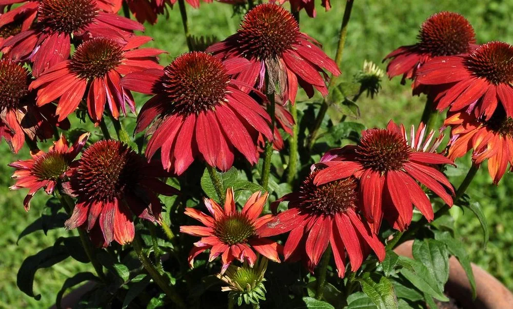 Red Coneflowers